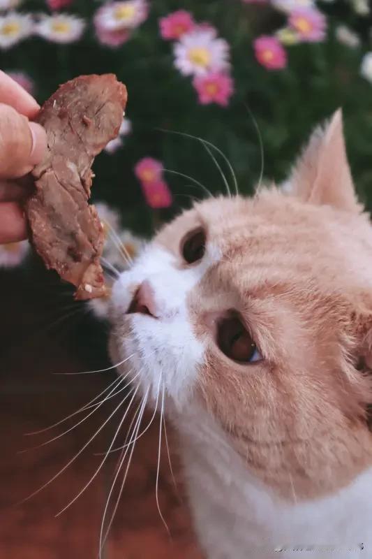 上联:天天想吃肉下联:日日盼你归