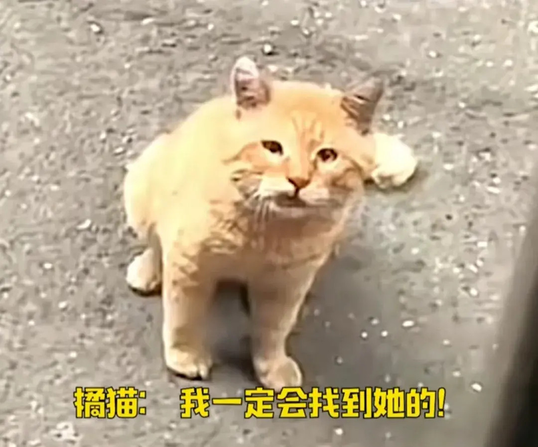 一位小姐姐分享，最近老是有一只橘猫欺负自己家的猫咪滚滚，小姐姐对它挥舞着拳头👊