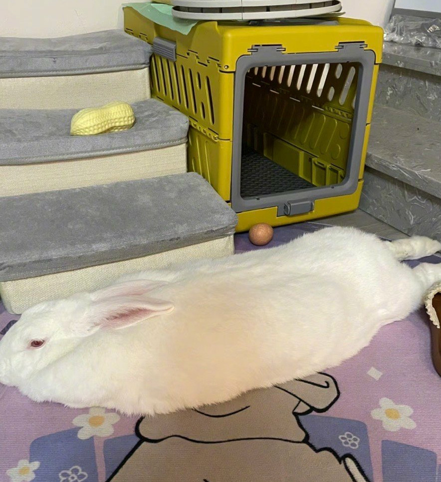 热成了一张地毯😂