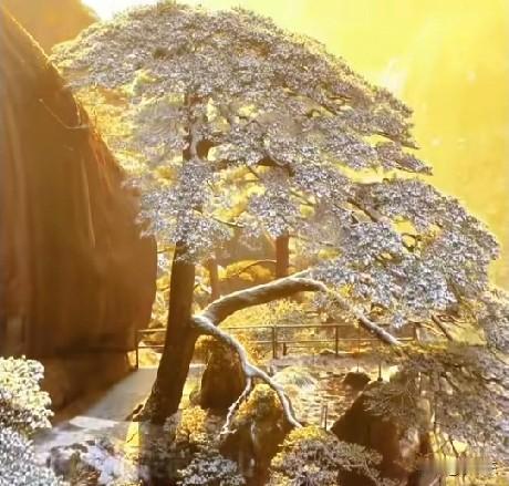 2月7日，安徽黄山雪后初晴，在阳光照射下，金光洒满迎客松，如梦似幻，温暖祥和，简