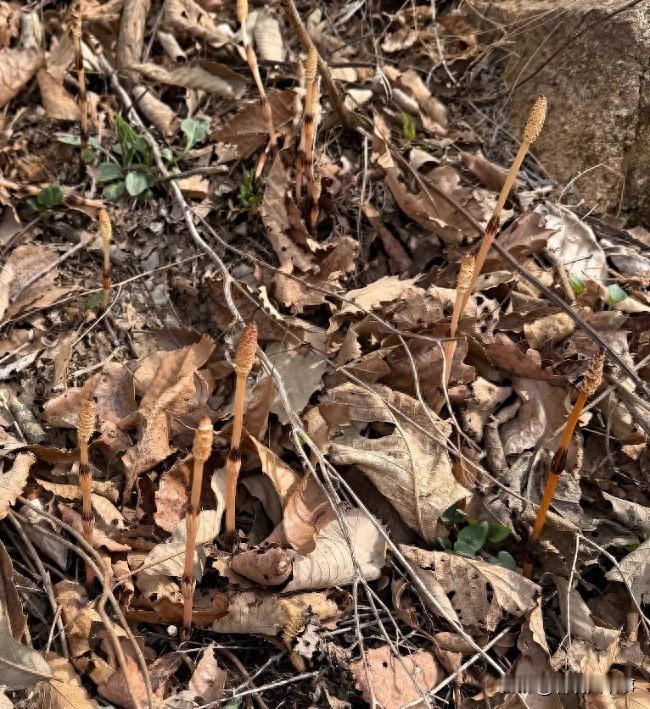 这个孩子了不得！辽宁庄河，男子带着八岁的儿子到山上挖野菜，没成想，他正挖的投入，