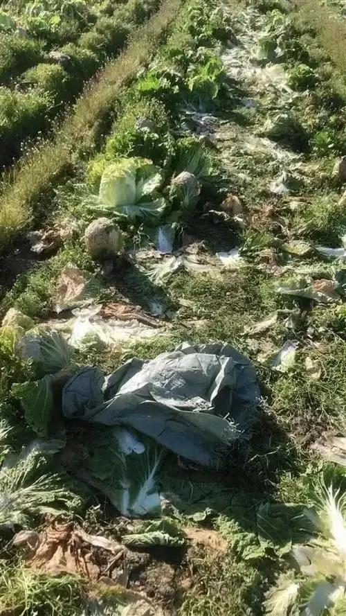 货车倒车压坏20棵白菜，菜主先要5000，再要1万，僵持4个多小时，最后司机赔了