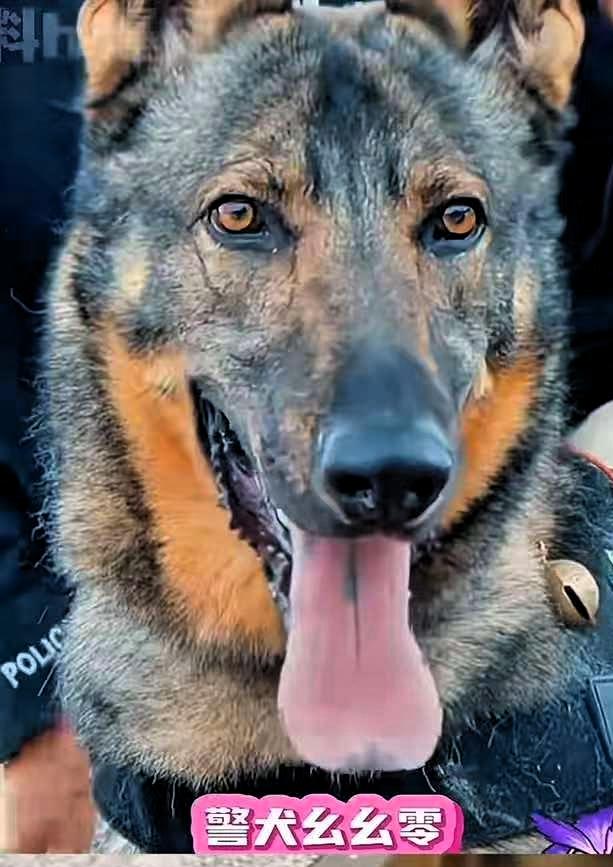 这下好了，不止云南全国人民都知道了，警犬闪电因为上班死气沉沉，下班之后魅力四射