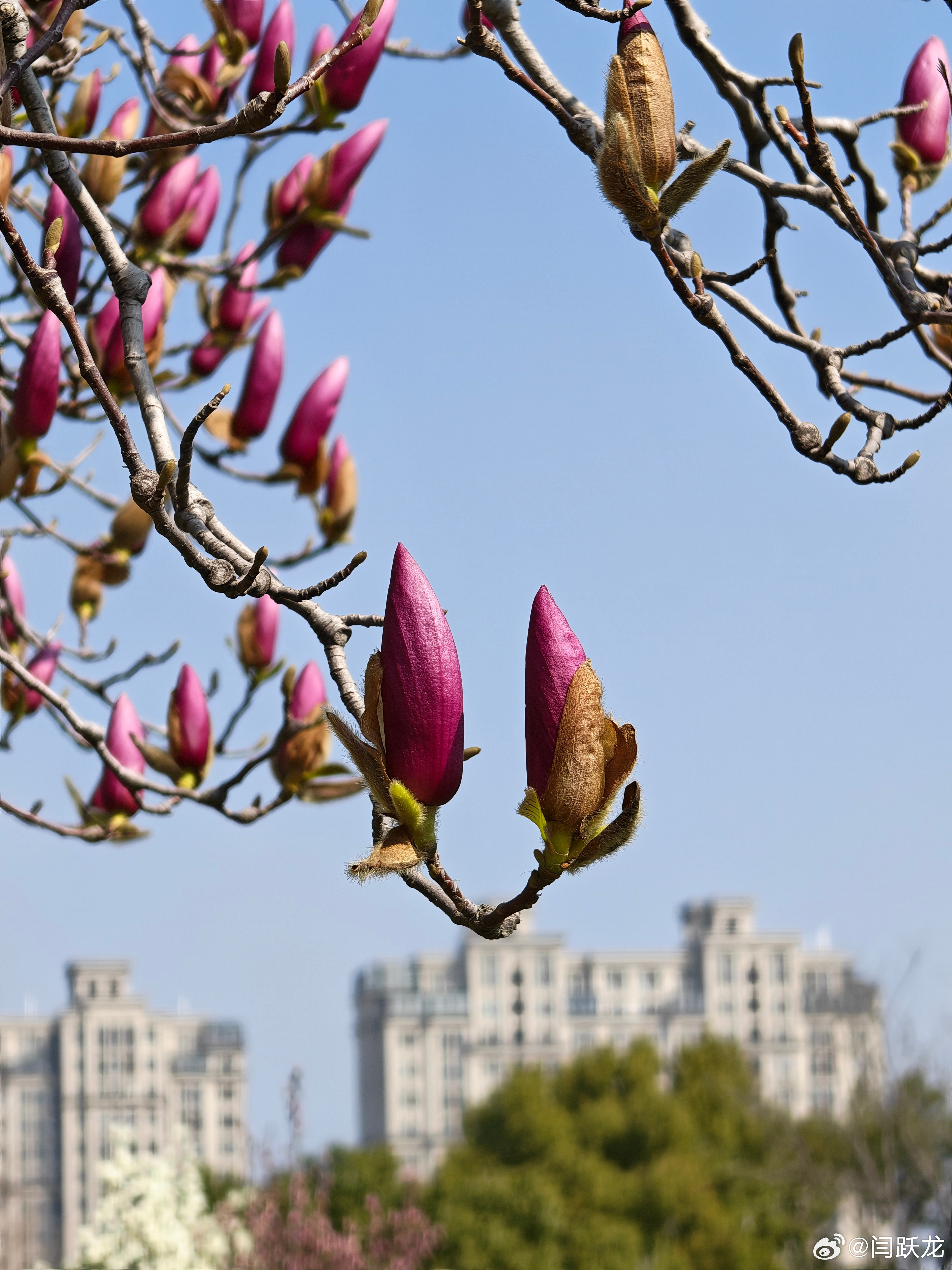 上海的春天，玉兰盛开