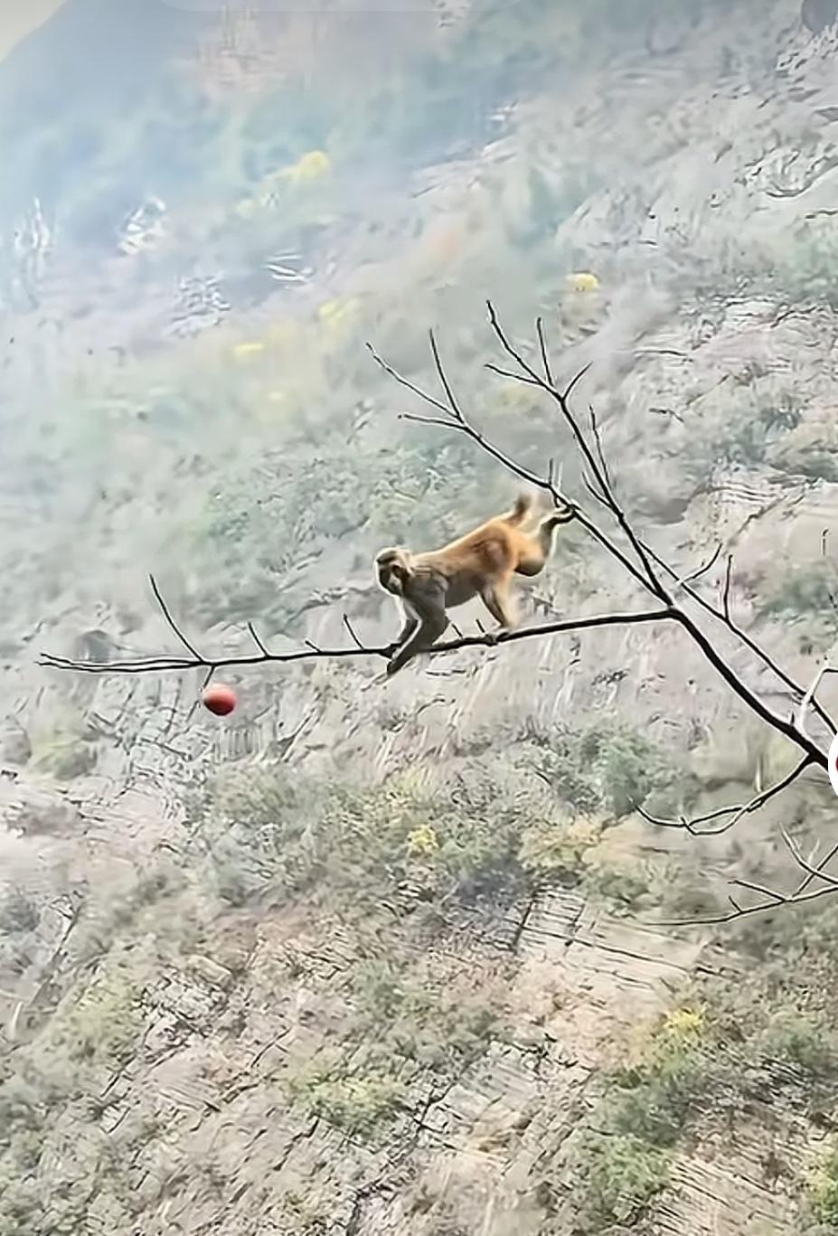 谋生各有手段，猴子真不简单。这是一段深山野生猴子智取苹果的视频截图。聪明的猴子为