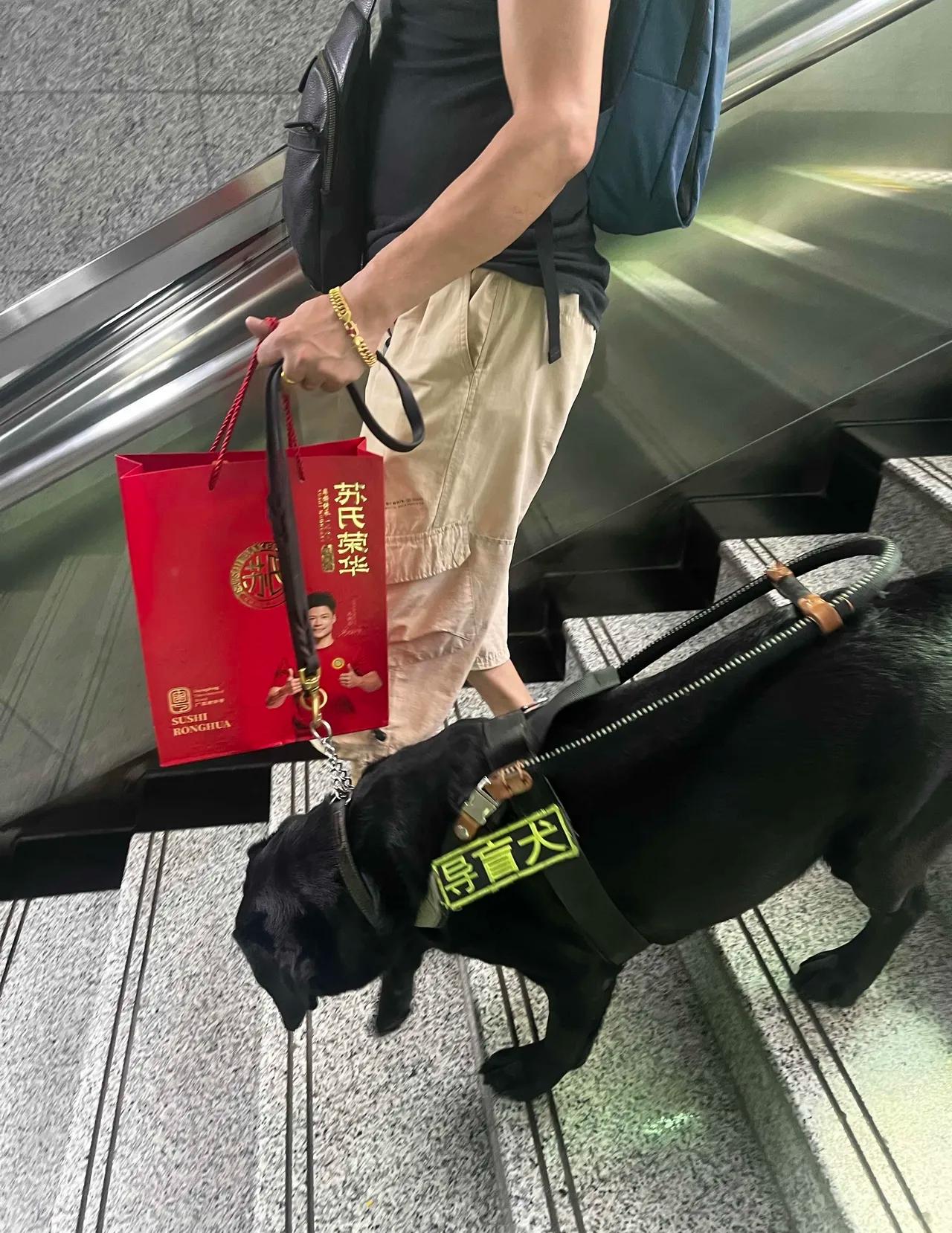今天早上乘地铁，看见一只导盲犬带着它的主人下楼梯，导盲犬浑身绷得笔直，贴在主人脚
