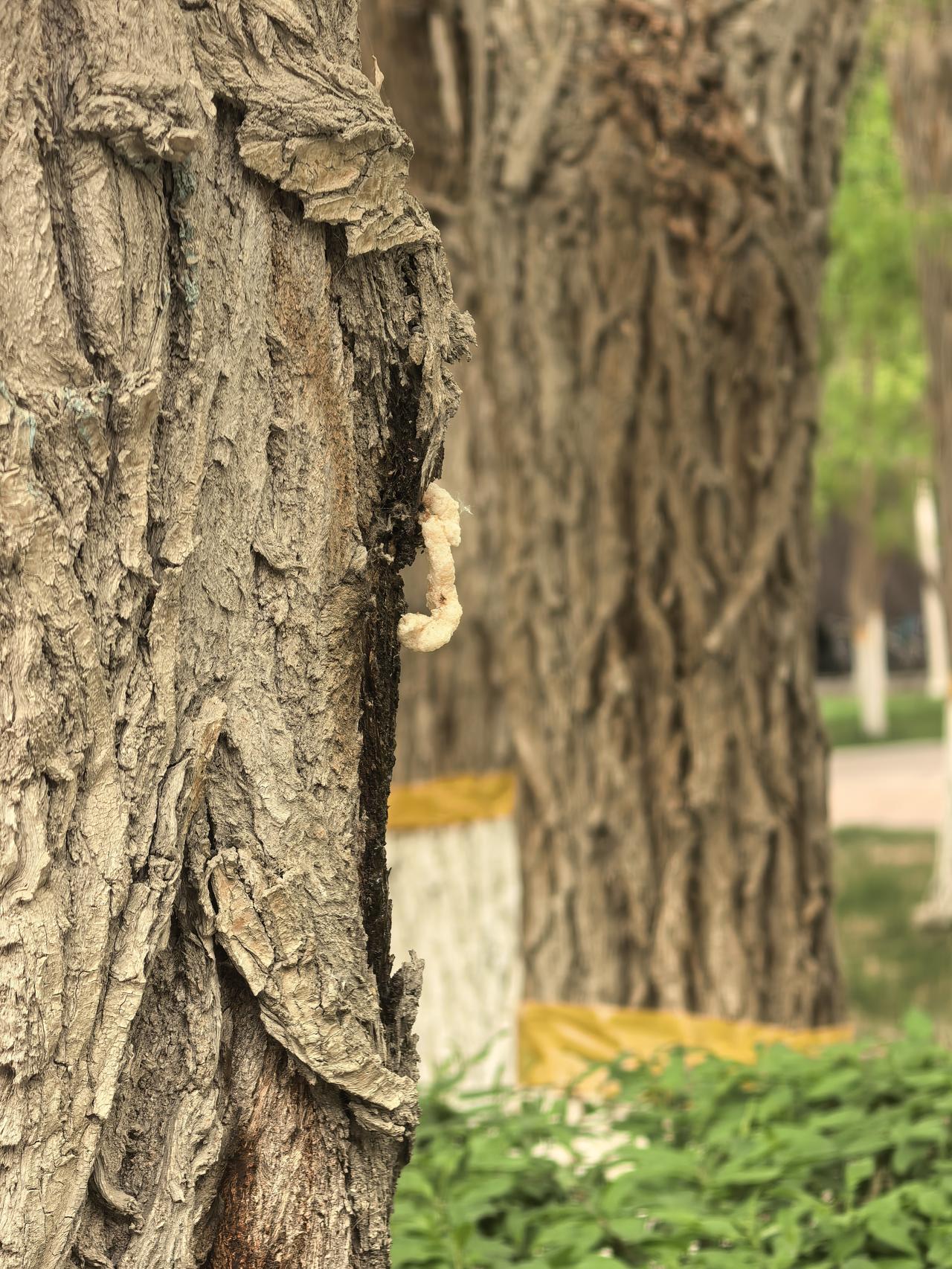 洋葱对心血管的好处小舅前几天突然心口剧痛，路走不了，气也喘不上来，家人赶紧送
