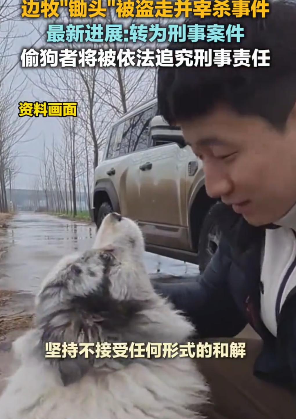 事件升级！网红狗边牧“锄头”被盗走转卖宰S一事已经刑事立案，狗主人最新发声：会起