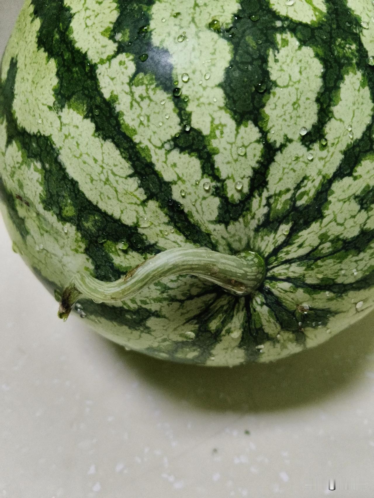 地点:兰州你们从西瓜的外观来看，觉得我挑的这个西瓜怎么样？今天早晨去兰州七里