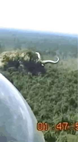 这下好了，但是我发现后，觉得不可思议，还是真的有这么大的牛，这世界早不安