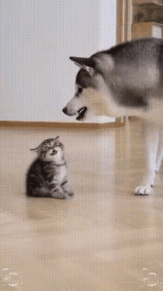 这大狗先有多狂被大猫一耳光就被打得有多赢弱，服帖看它先对着小猫又吼又叫