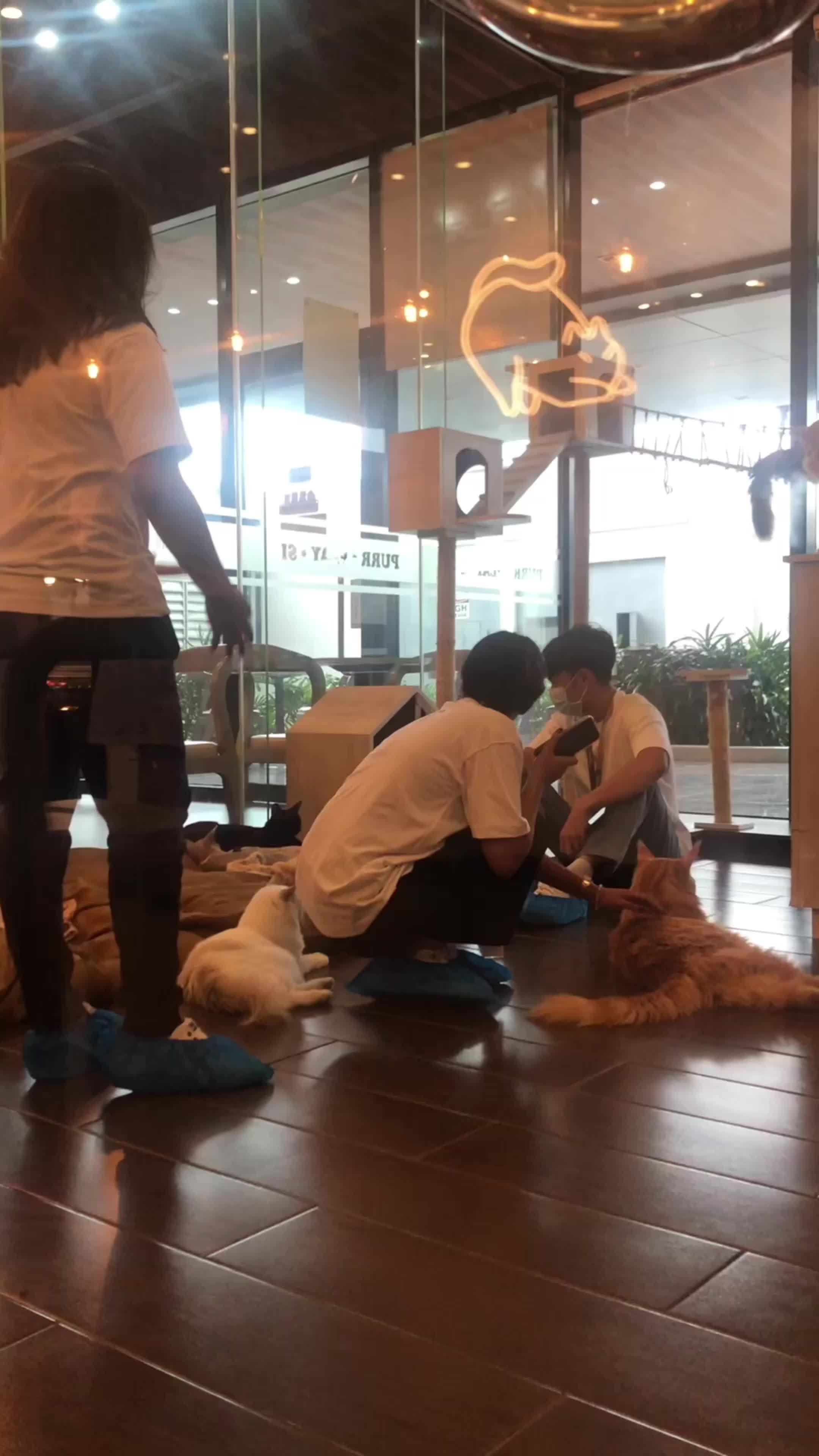 狸花猫看了好一会儿，然后默默地把头转开了……
