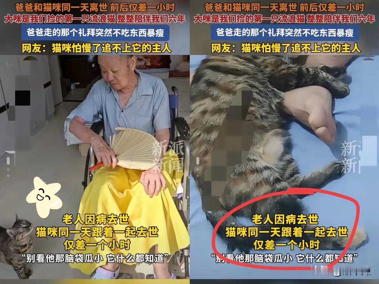 “这事儿连科学都没法说清！”山东烟台一位老人走了，没想到当天家里的猫也跟着去了，