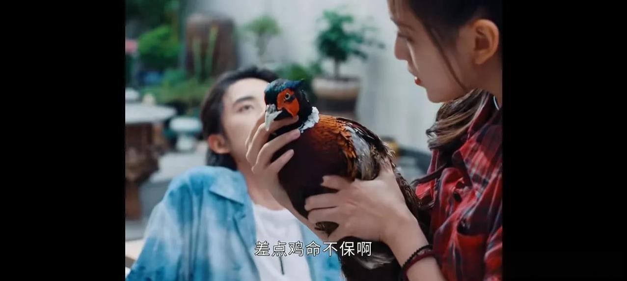 《七根心简》原著里曹严华买下的这只鸡不是普通的鸡，是一只神通广大的鸡。原著里曹