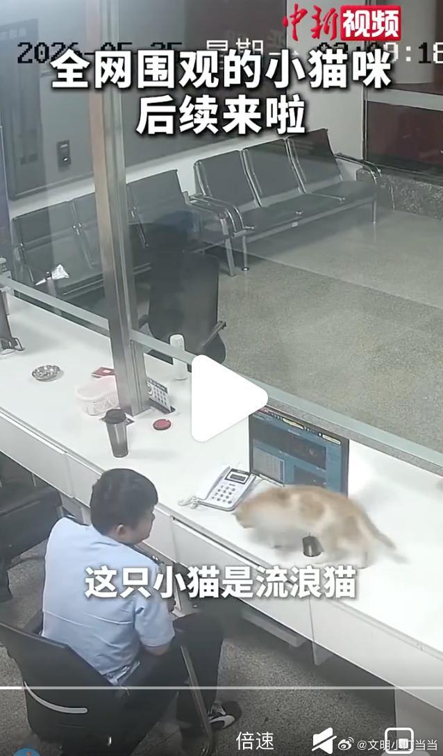 打119救猫，甚至是流浪猫。多年前就炒作这事，现今如病毒一般在各地蔓延。某些部门