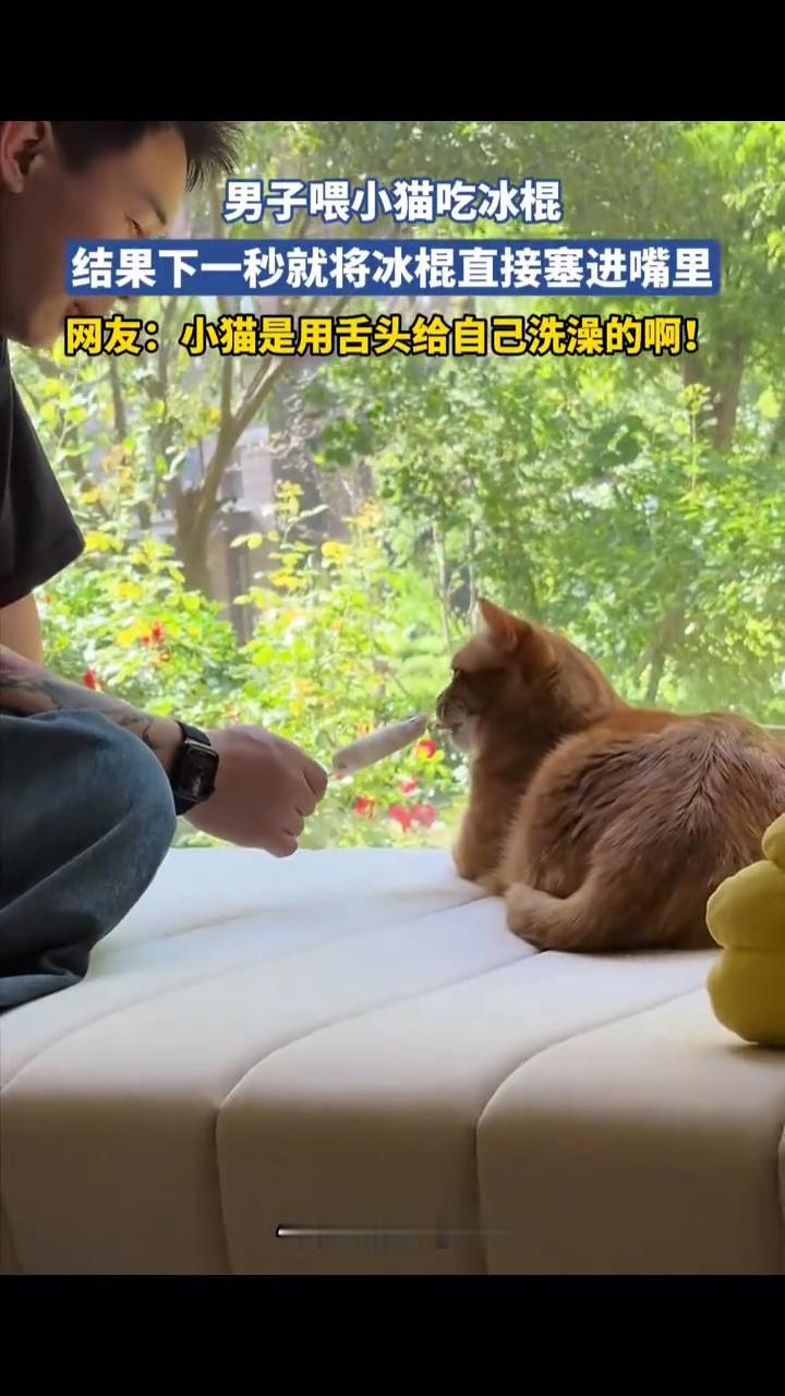 男子喂小猫吃冰棍，结果下一秒就将冰棍直接塞进嘴里。网友：小猫是用舌头给自己洗澡