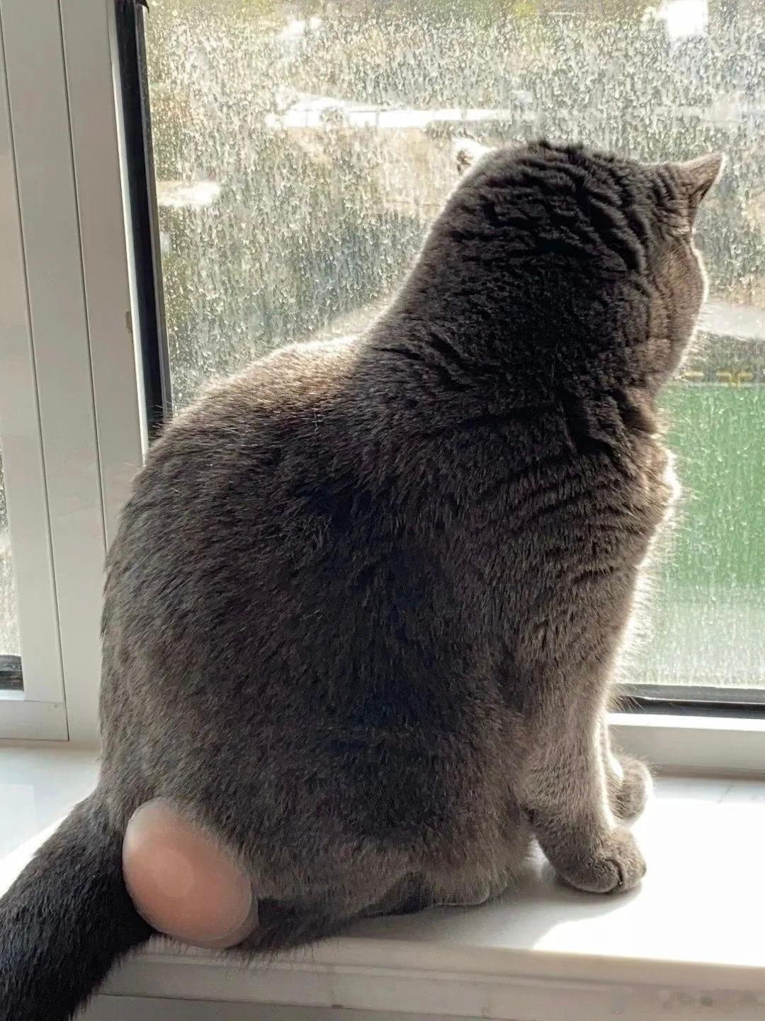 我还以为这猫生蛋了[笑着哭]看半天没看明白​​​