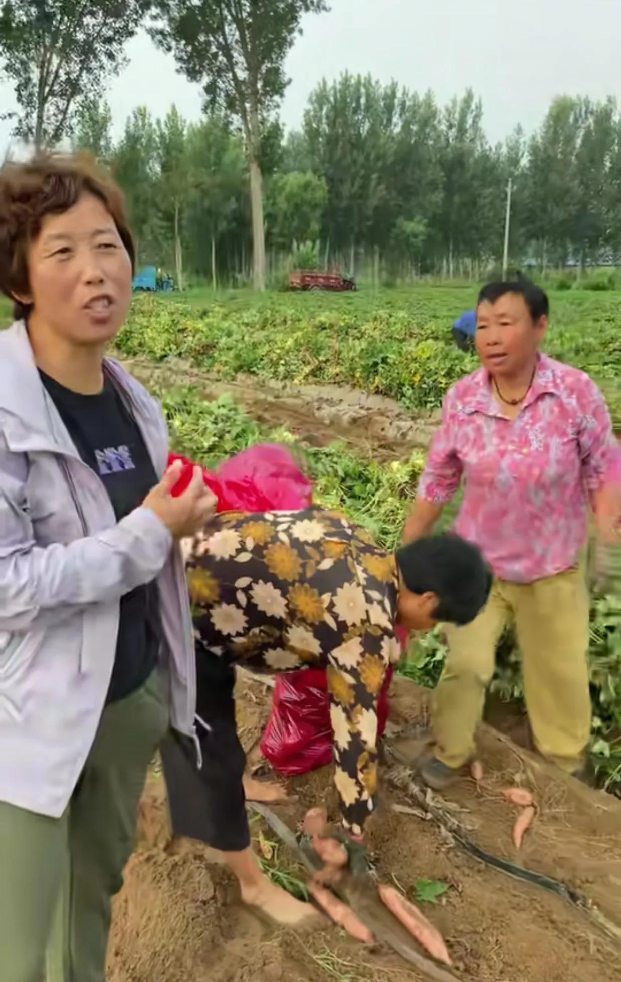 傻大妮家王大爷首次做这样的事情，大家发现了吗！农村傻大妮在河南直播卖哈密冰糖薯