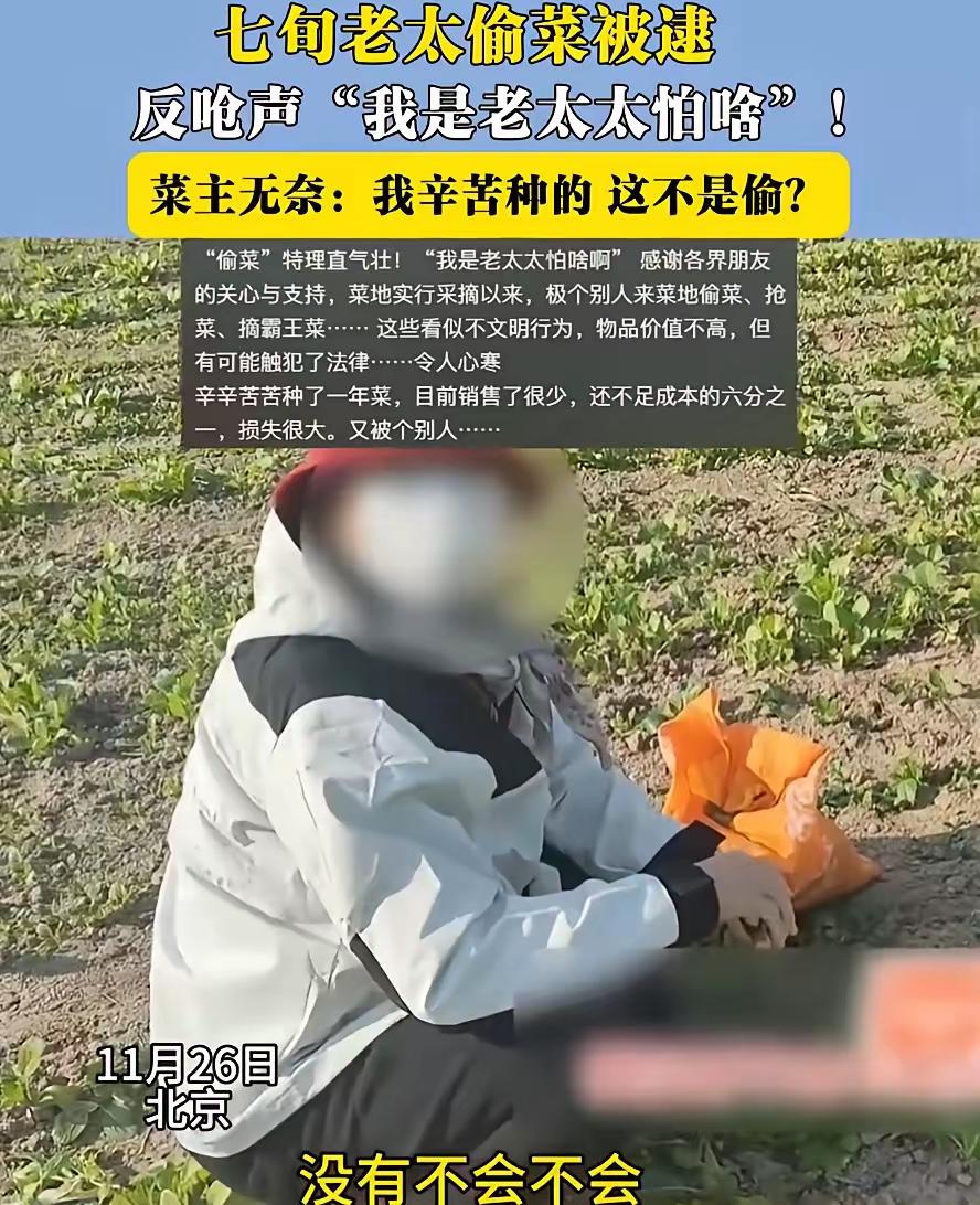老太偷菜还理直气壮？北京一采摘园主遇上奇葩事！园主发现一位老太太蹲在菜地里，身