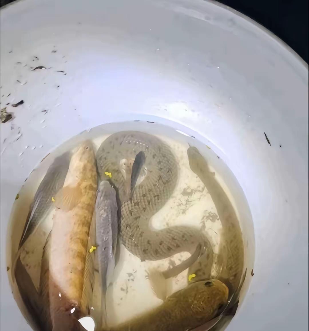 千万别在深夜钓鱼。我是说，如果你怕第二天你的鱼护拉爆，邻居提着桶来你家门口排队