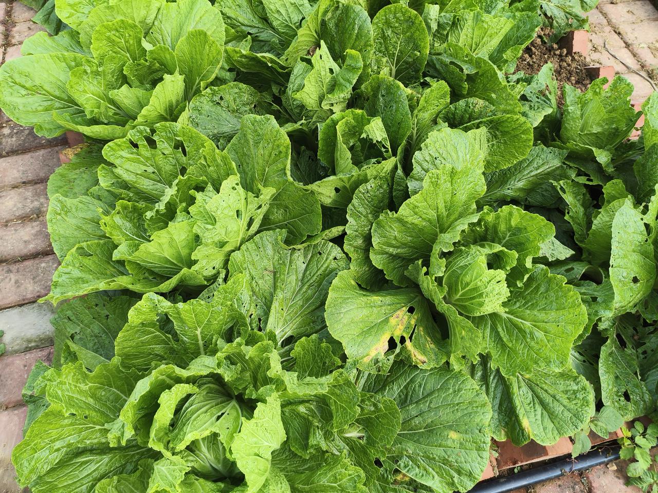 这是我种的大白菜，马上就要包心了。朋友来了说让我现在就打药，我认为我自己种的菜