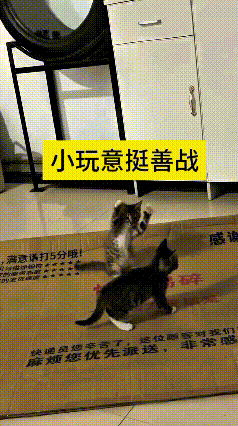 这视频我翻来覆去看了好几遍，简直要给我笑喷！你瞅瞅这个小狸花猫，戏多得没边儿，自