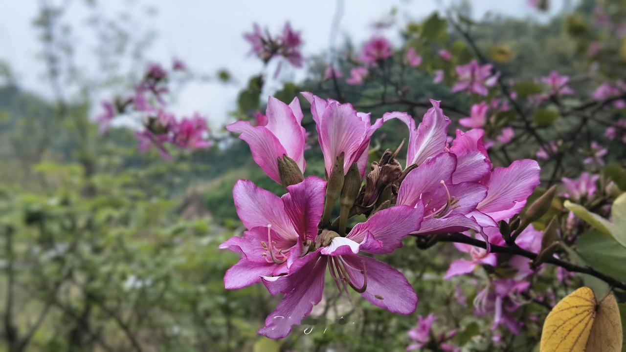 欧尔班能否逃过一劫？今天，东欧国家匈牙利即将举行大选，决定执政十六年的政坛常青