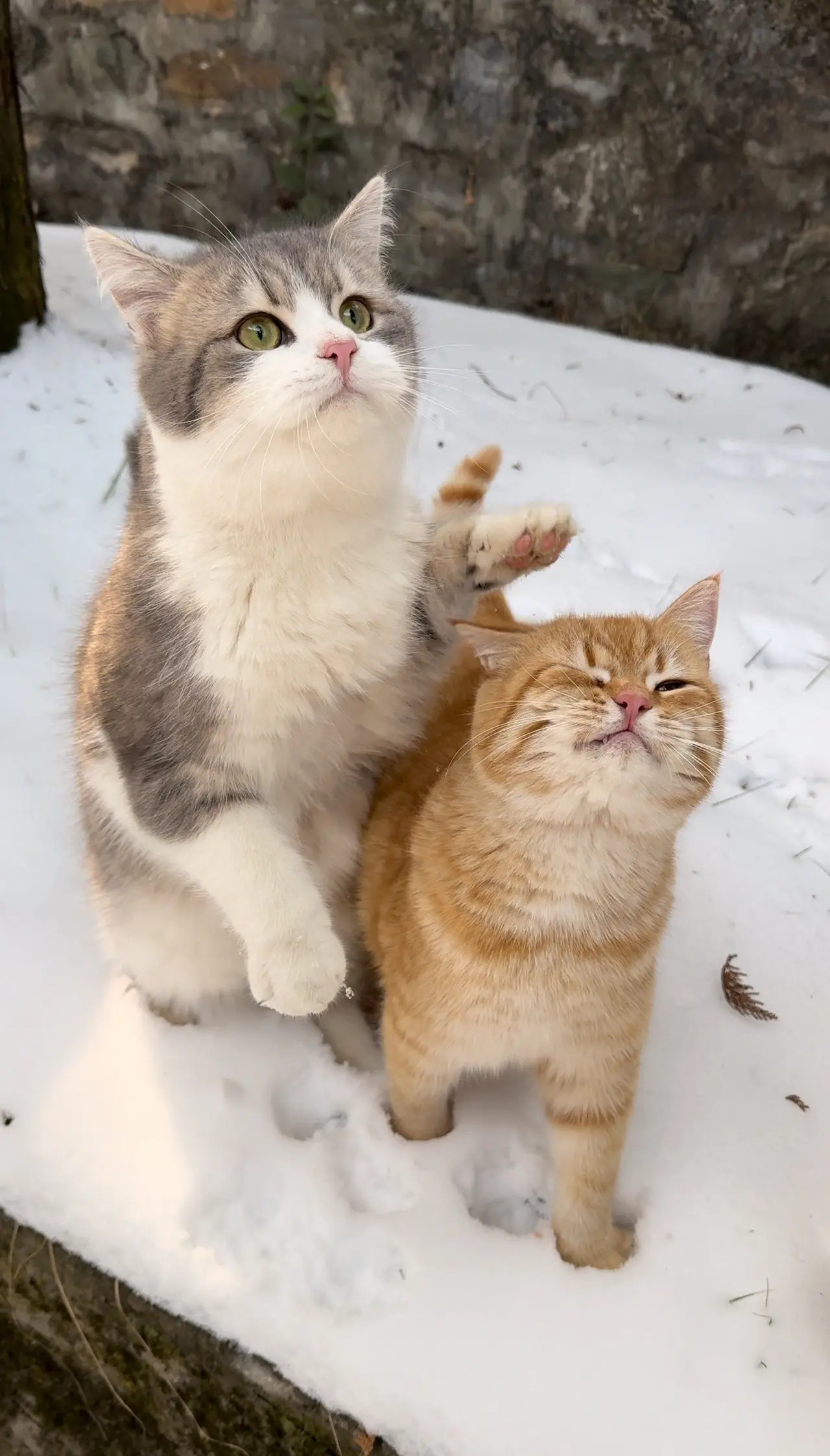 好朋友当然要一起玩雪啦谁能拒绝傻憨憨的小猫咪！