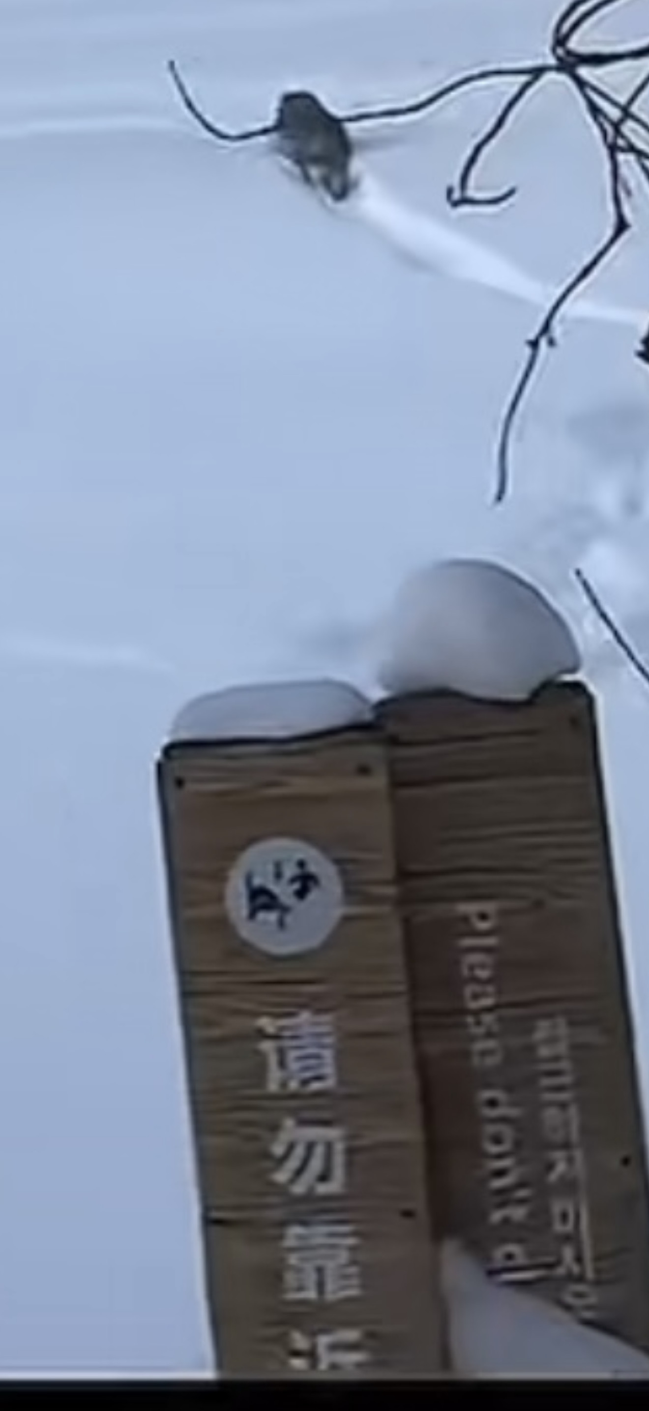 官方通报阿勒泰雪豹伤人我在想，是不是把警告标识当耳边风？这玩意儿是国家一级保护动