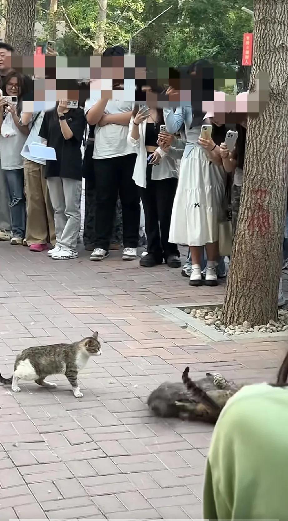 就很烦太没有边界感了猫咪说