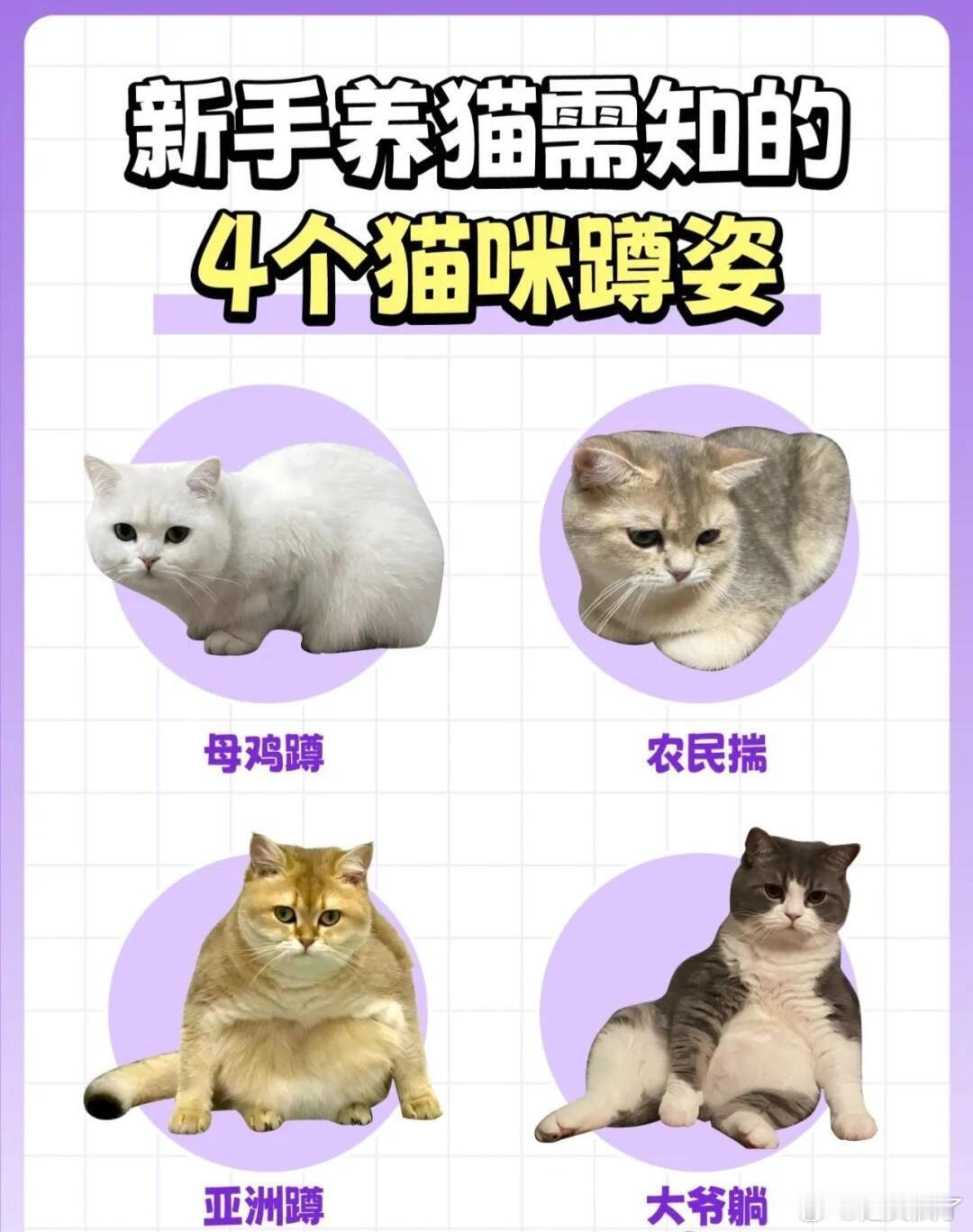 新手养猫需知的4个猫咪蹲姿新手养猫需知：猫咪常见的4种蹲姿科普对于新手铲