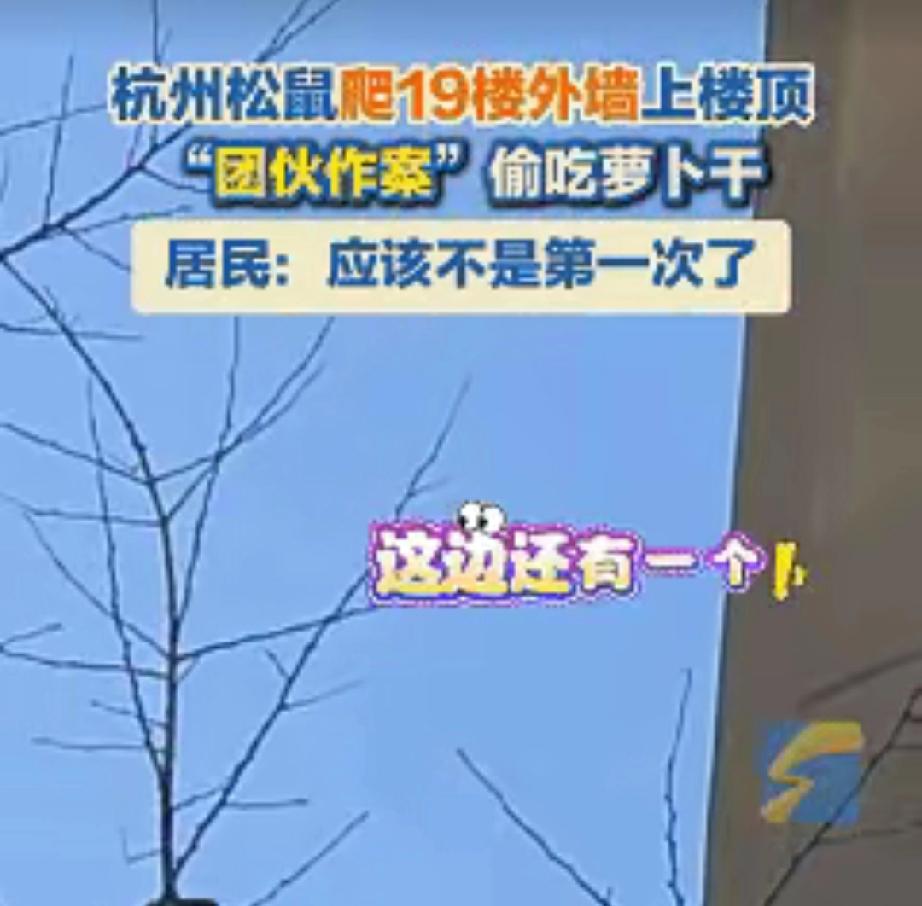 冷轩这下科学也解释不清了！近日浙江杭州，女子下楼出门，发现有个黑影正在墙壁上爬