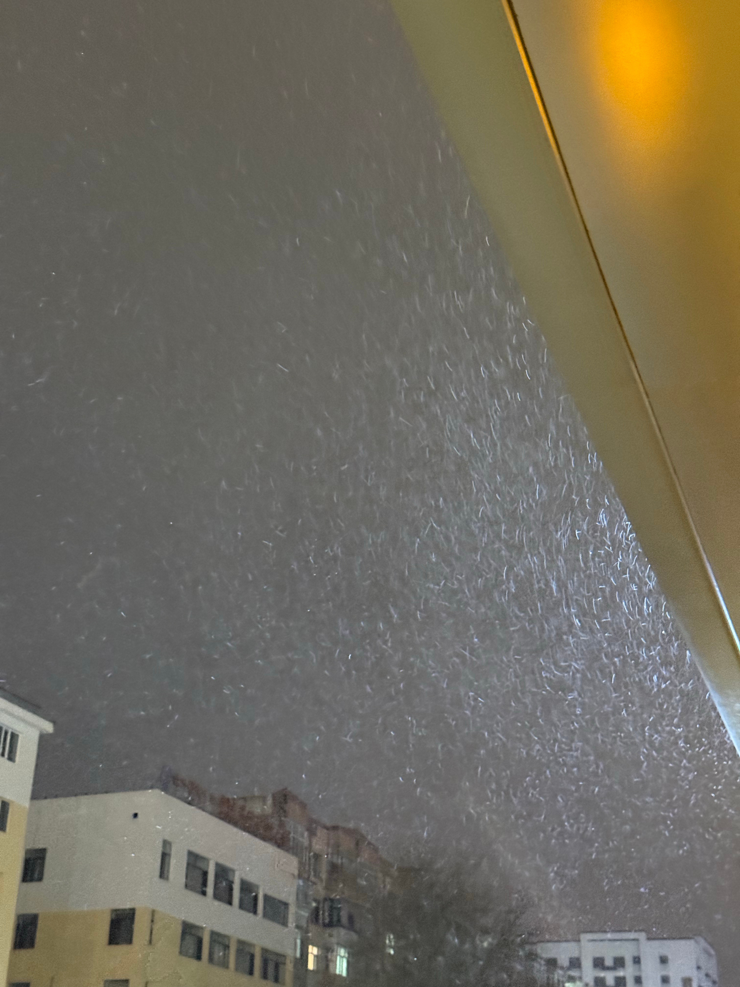 今年的第一场雪替你们先看了❄️​​​