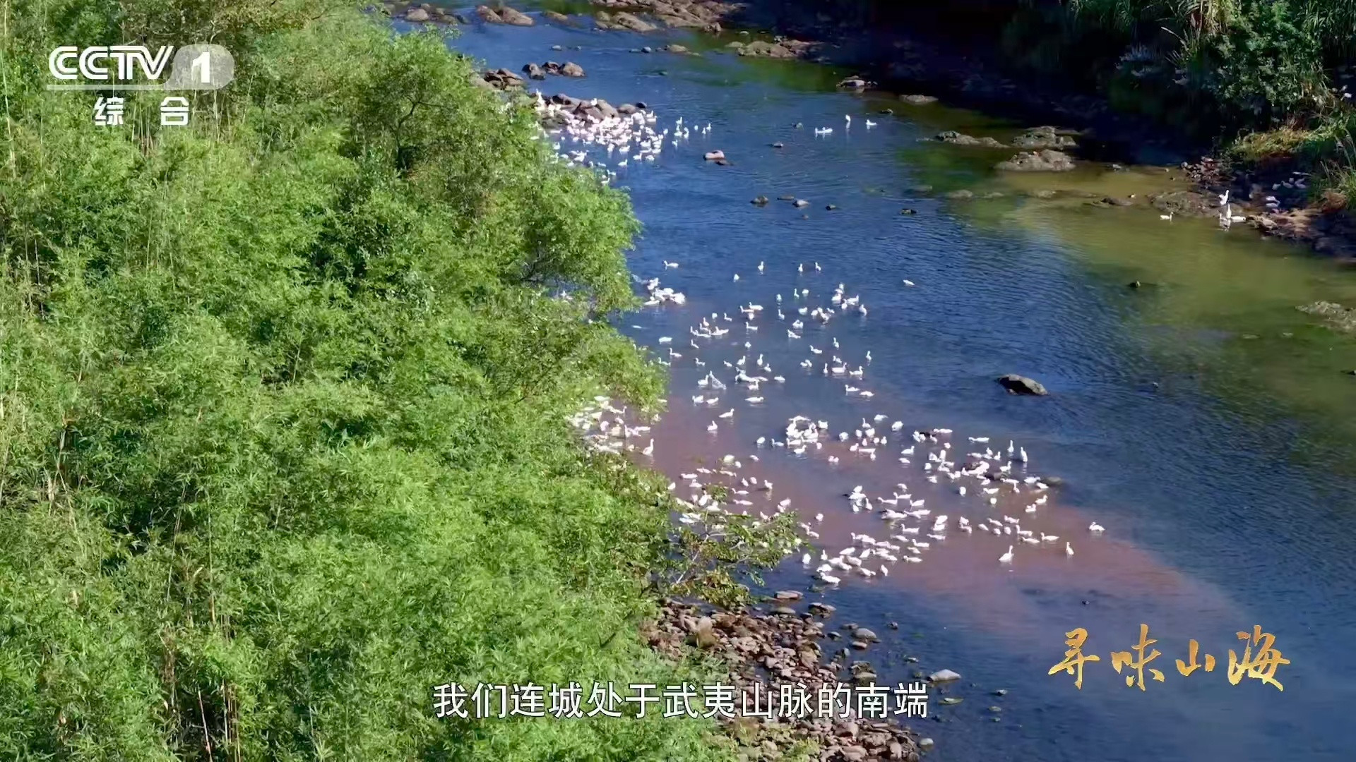 福建有种鸭越老越贵3招教你判断鸭子年龄买鸭现场秒变老年大学课堂！专家手把手教“