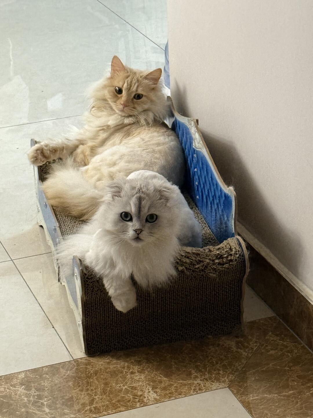 🐱好像知道自己很可爱