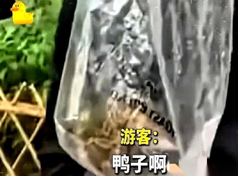 杭州太子湾公园，5月4号，人挤人。一个游客，趁着人多眼杂，一把抓起一只毛茸茸的