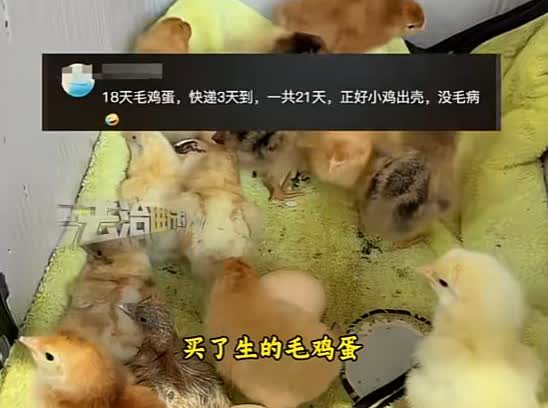 “太良心了！”北京，一男子网购18天毛鸡蛋，不料3天后拿到快递的男子发现，毛鸡蛋