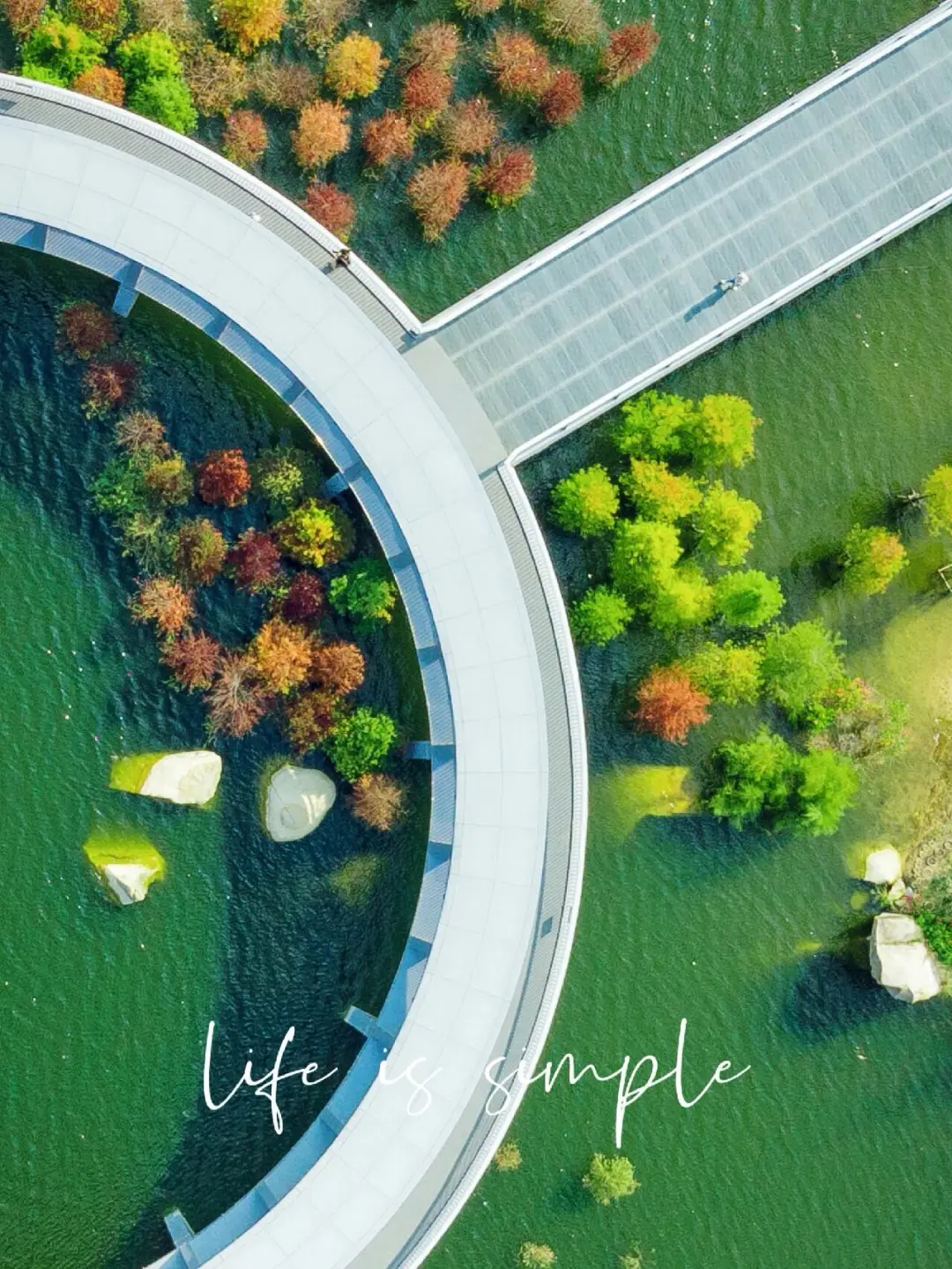 厦门拍照📸绝美水中落羽杉又来了🔥