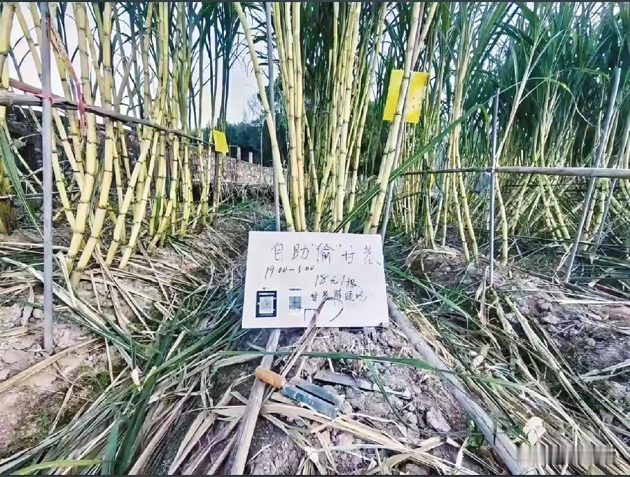 浙江,一片甘蔗地,总有人凌晨打着手电筒来“偷”甘蔗,地主人不仅不拦着,还说随便吃