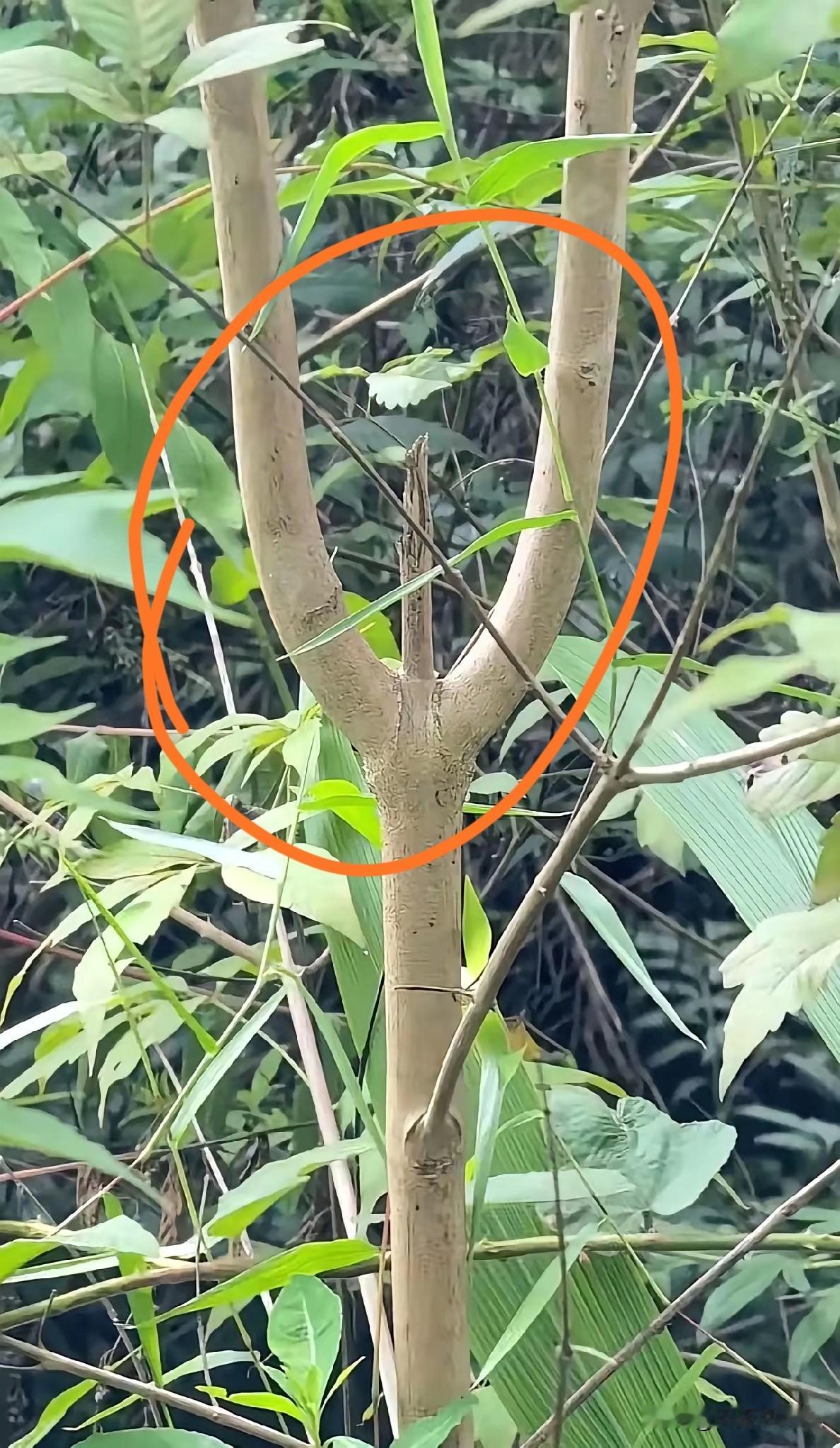 看来这个树叉生不逢时啊，这要是在以前那个年代，可是做弹弓的好材料，像这种天
