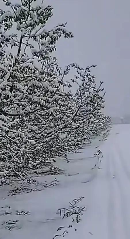 2026年4月21日，当本该是春暖花开的时节，陕西长武却被一场突如其来的暴雪按下