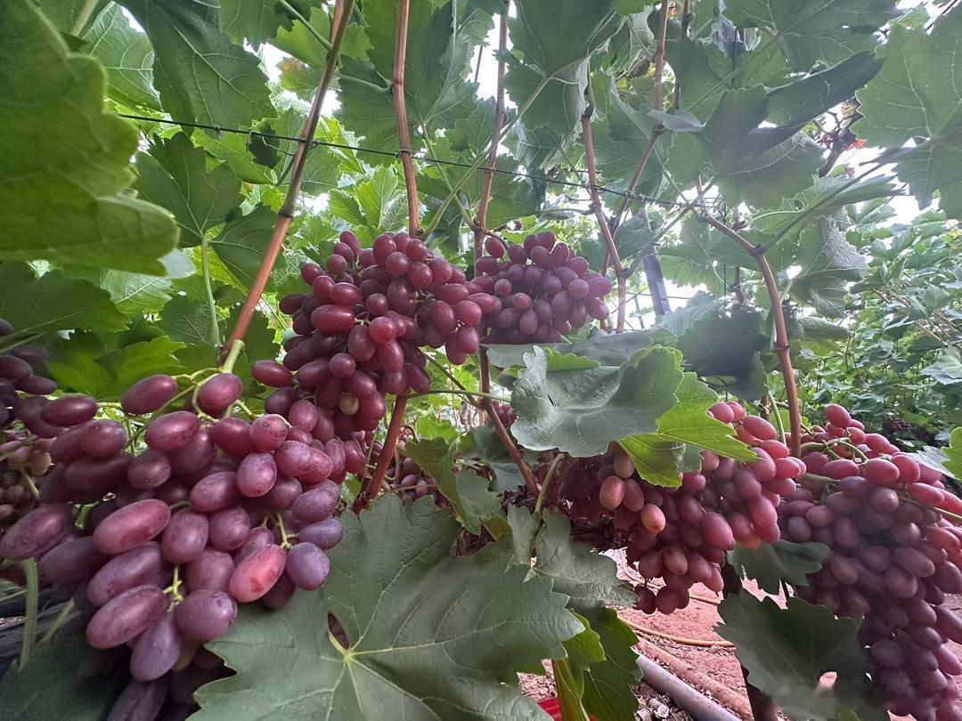 哇喔，西昌的葡萄🍇就是培养得好，一定会卖个好价钱，这看着都不错！成都