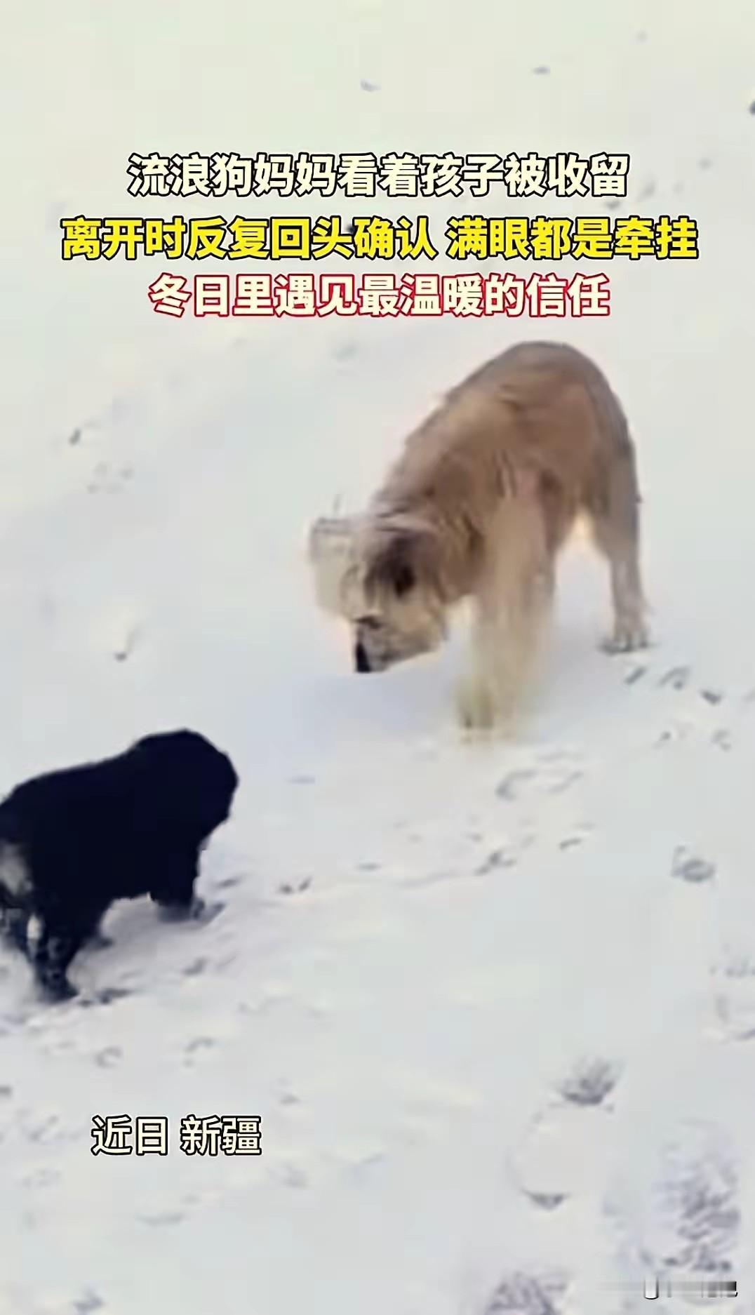 “看哭了！”新疆，一车主刚在路边停下休息，接下来的一幕让他直接傻眼了：两只流浪狗