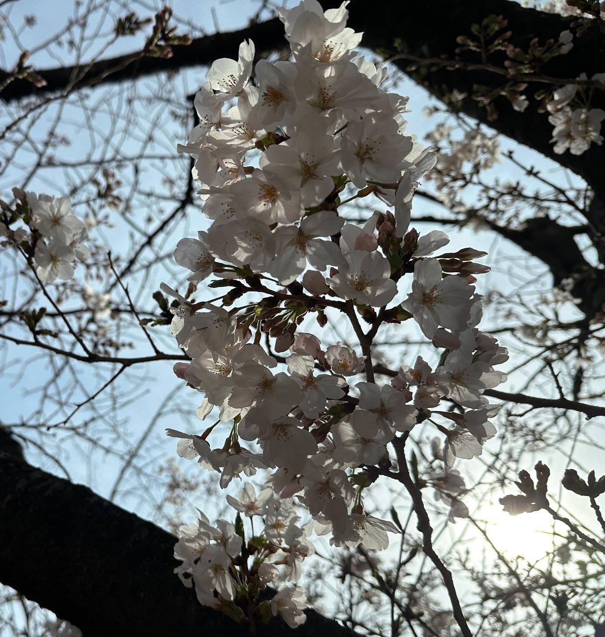 さくちゃん「春は誰にでも平等にやってくる。絶望してても。春は来てしまうから。TV