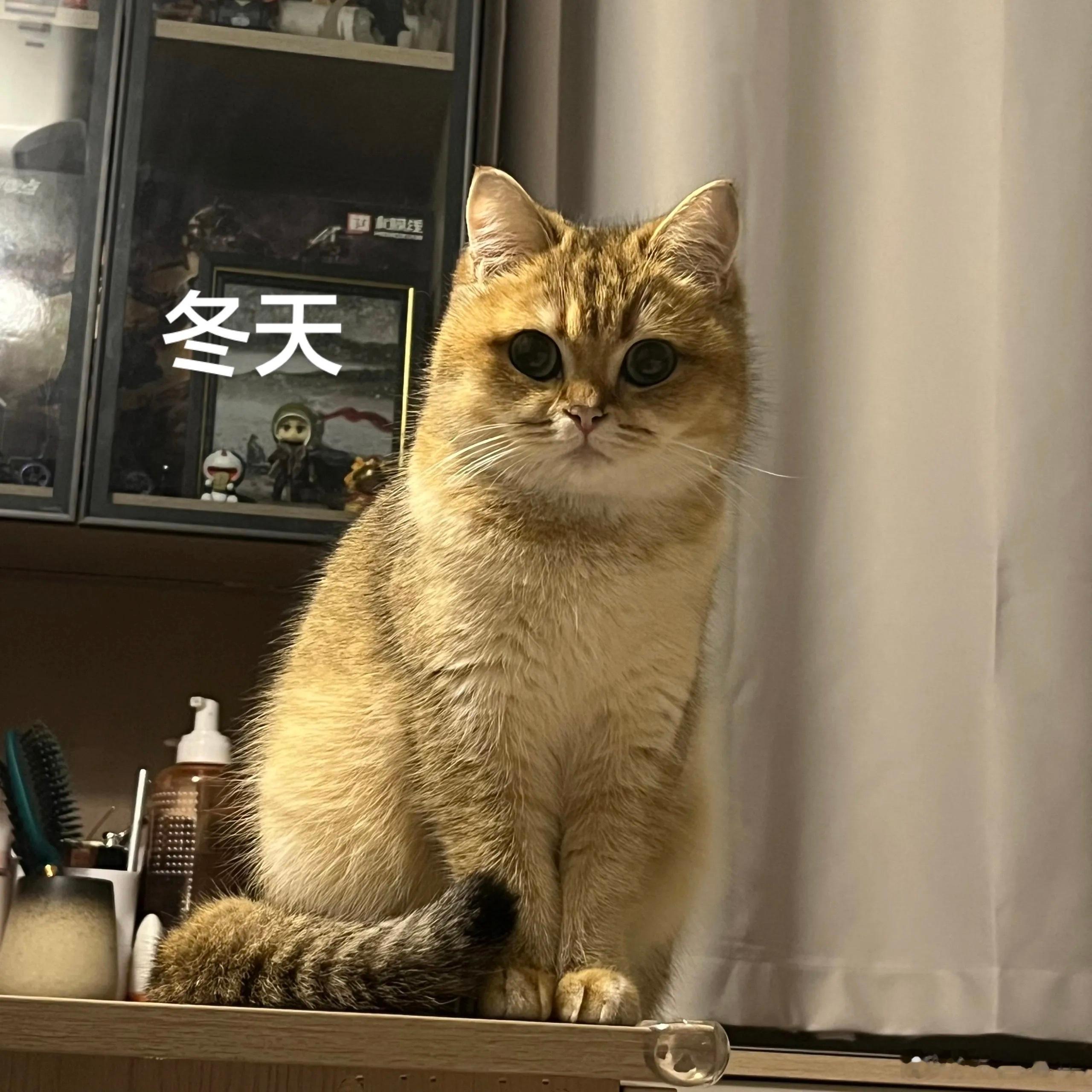 小猫冬天和夏天有两幅面孔