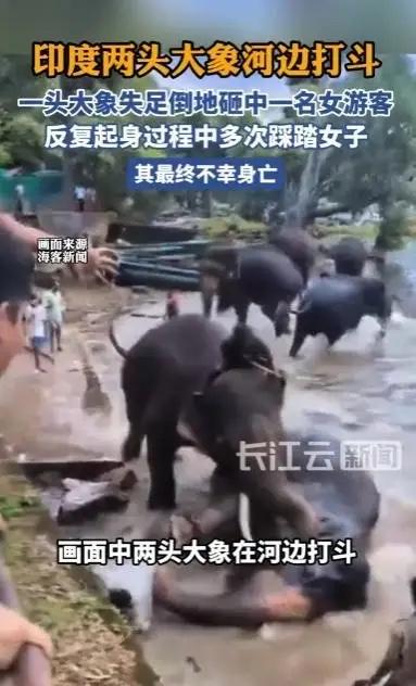 5月19日据相关报道，在印度一处著名的大象营地，一场悲剧突然降临。一头处于发情期