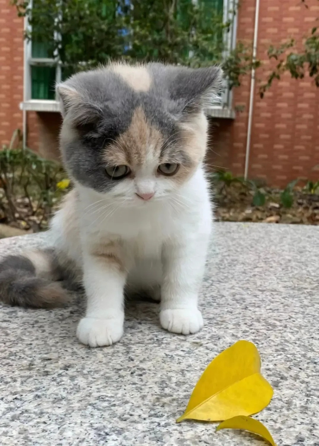 三花猫咪🐈​​​