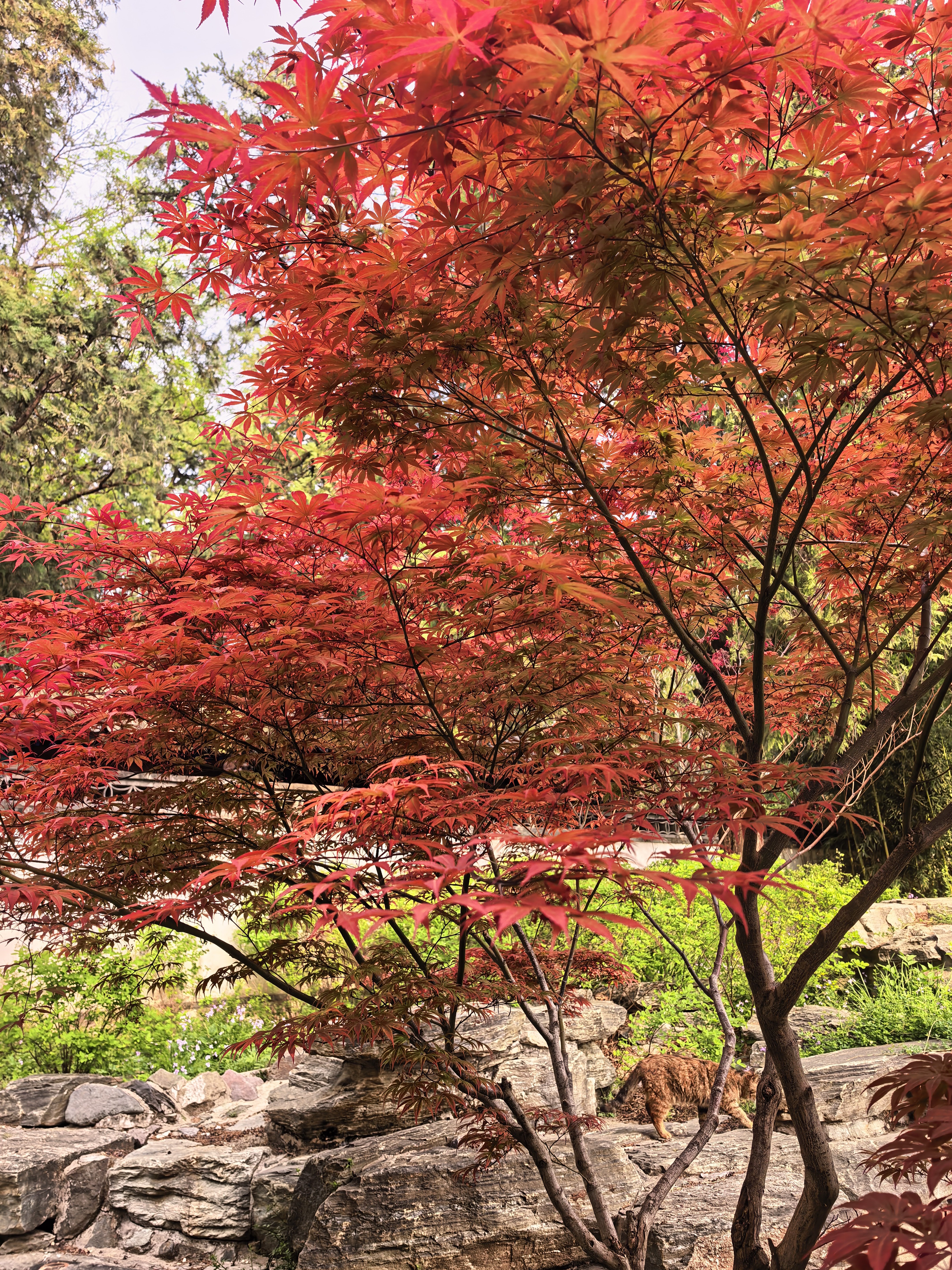 周末思考，从2023年开始到今天，这一轮人工智能牛市（是否有其他牛市待定）是毫无