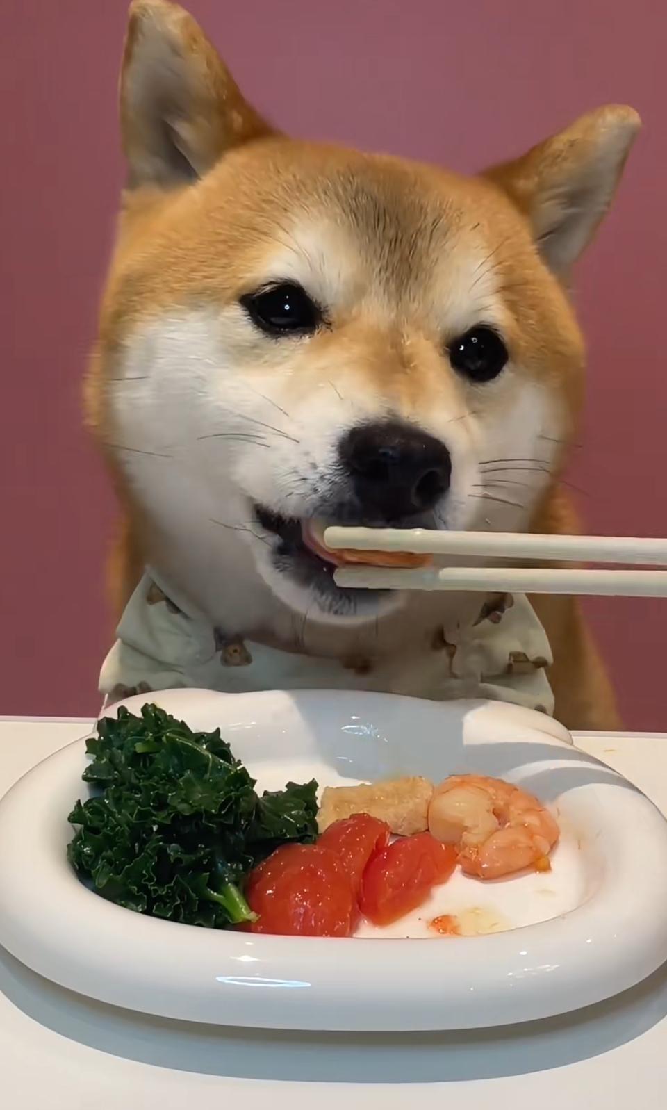 萌宠大餐时间！狗狗的美食时刻