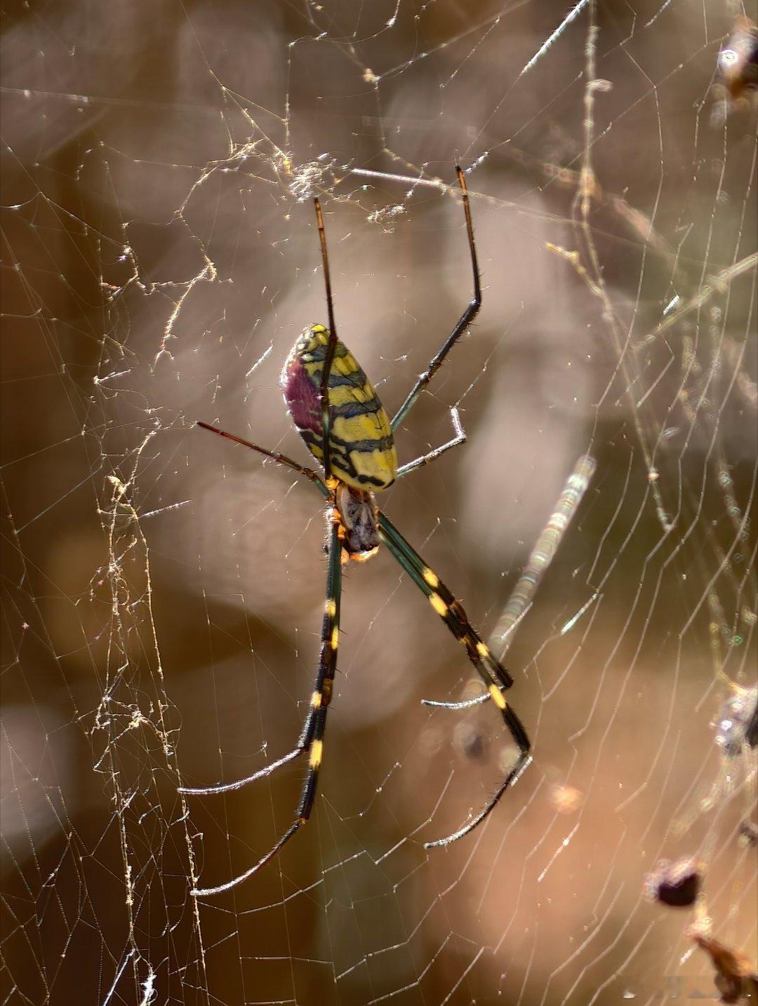 好漂亮的蜘蛛精🕷啊！！你们怕不怕？